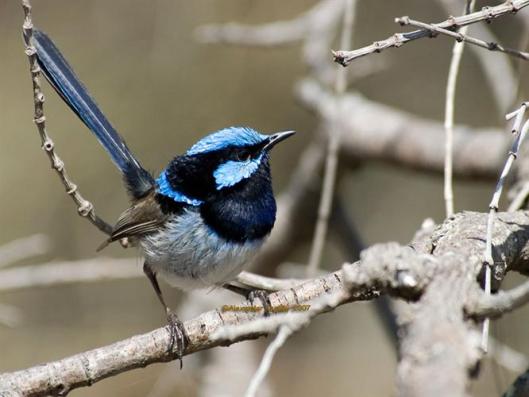 Superb Fairy Wren