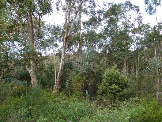 P1000510 The Chook's environment