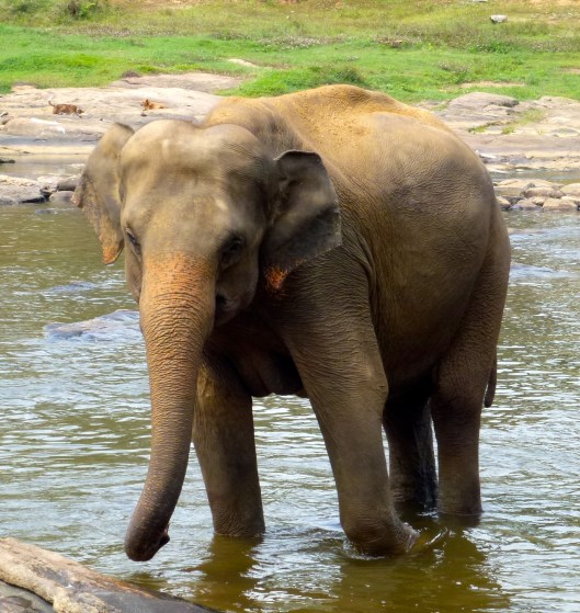 P1030259 Elephant of Pinawela