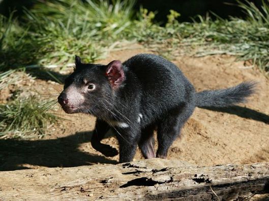 running-devil_5902_600x450 Tasmanian Devil