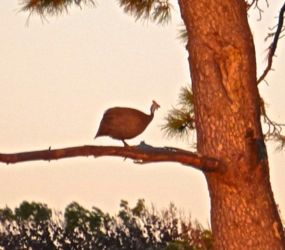 Guinea fowl,  Cape Town, South Africa