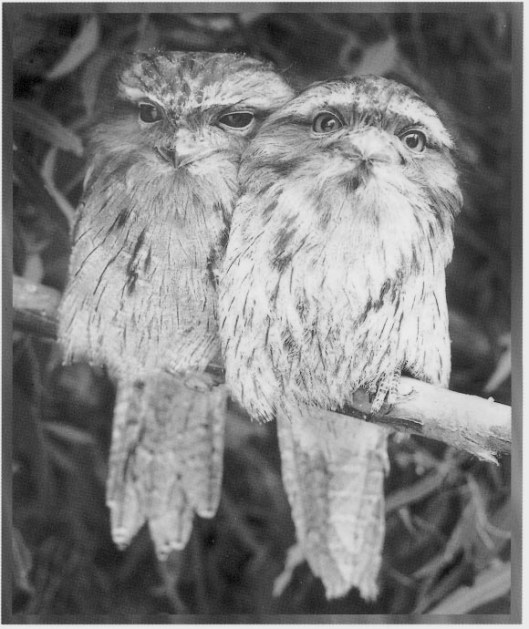 Tawny Frogmouths