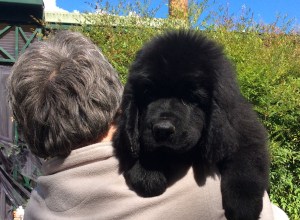 Mini 12 ½ weeks old