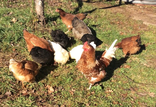The young rooster and some of his harem